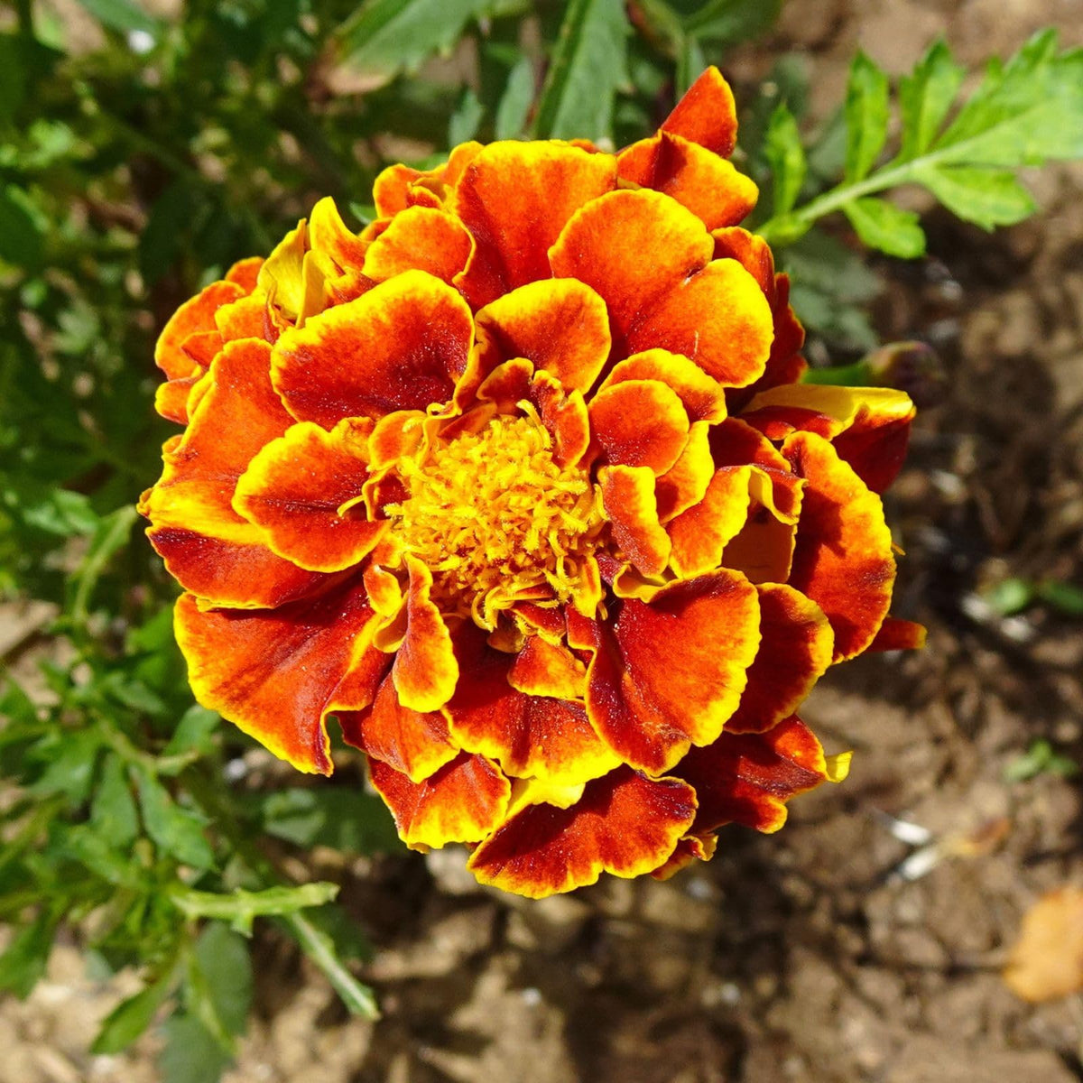 Bright French Marigold flowers blooming in a garden