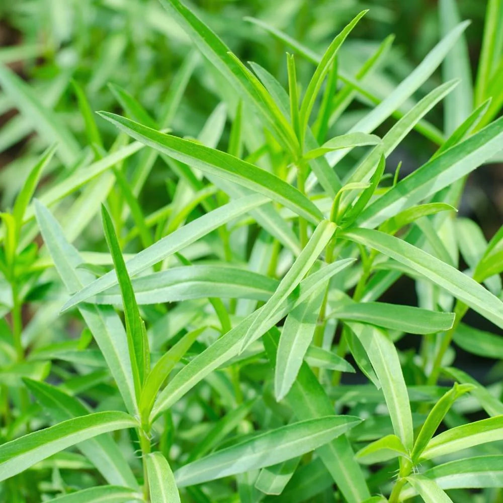 Aromatic French Tarragon herb growing in a kitchen herb garden
