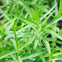 Aromatic French Tarragon herb growing in a kitchen herb garden