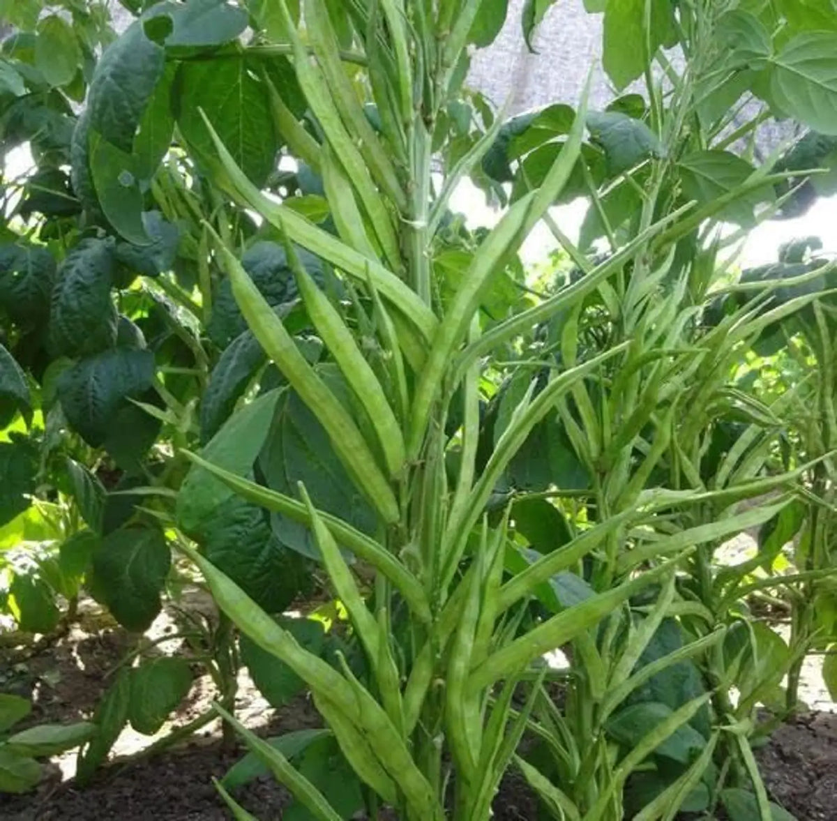Freshly harvested cluster beans from a home kitchen garden