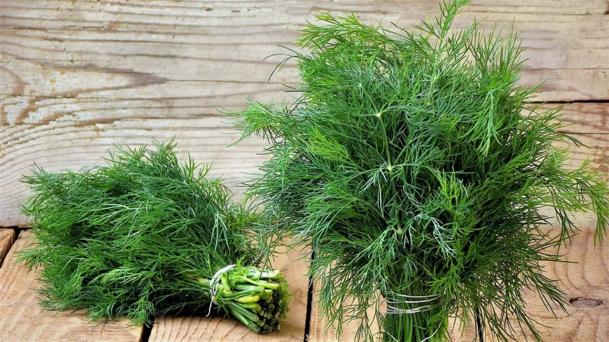 Heirloom dill herb plants growing in a raised garden container.
