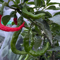 Fresh Green Fushimi Sweet Peppers