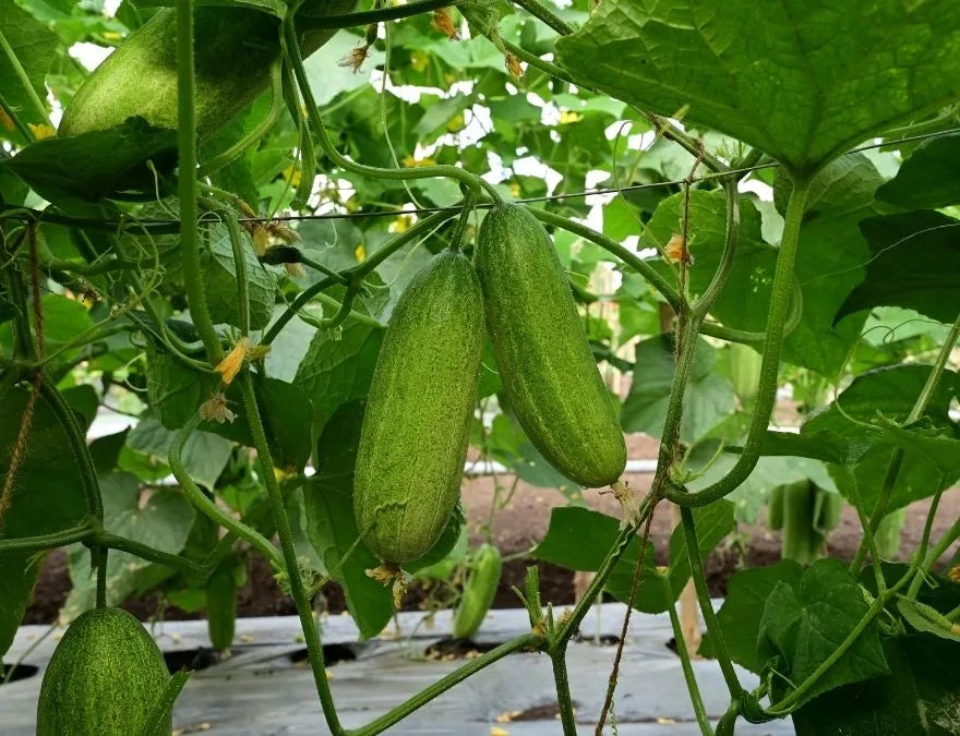 Productive hybrid cucumber plants thriving in a raised vegetable garden.