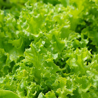 Vegetable lettuce seeds ready for sowing in containers and garden beds.