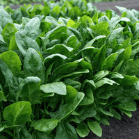 Spinach vegetable seeds for containers and outdoor garden planting.