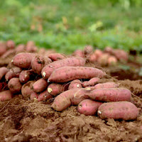 Fresh Sweet Potatoes Grown in Garden Soil