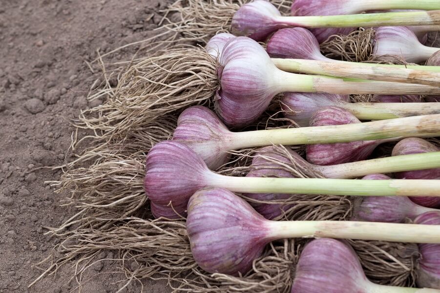 Purple Italian Garlic Bulbs – Italian Garlic for Home Garden Planting