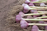 Purple Italian Garlic Bulbs – Italian Garlic for Home Garden Planting