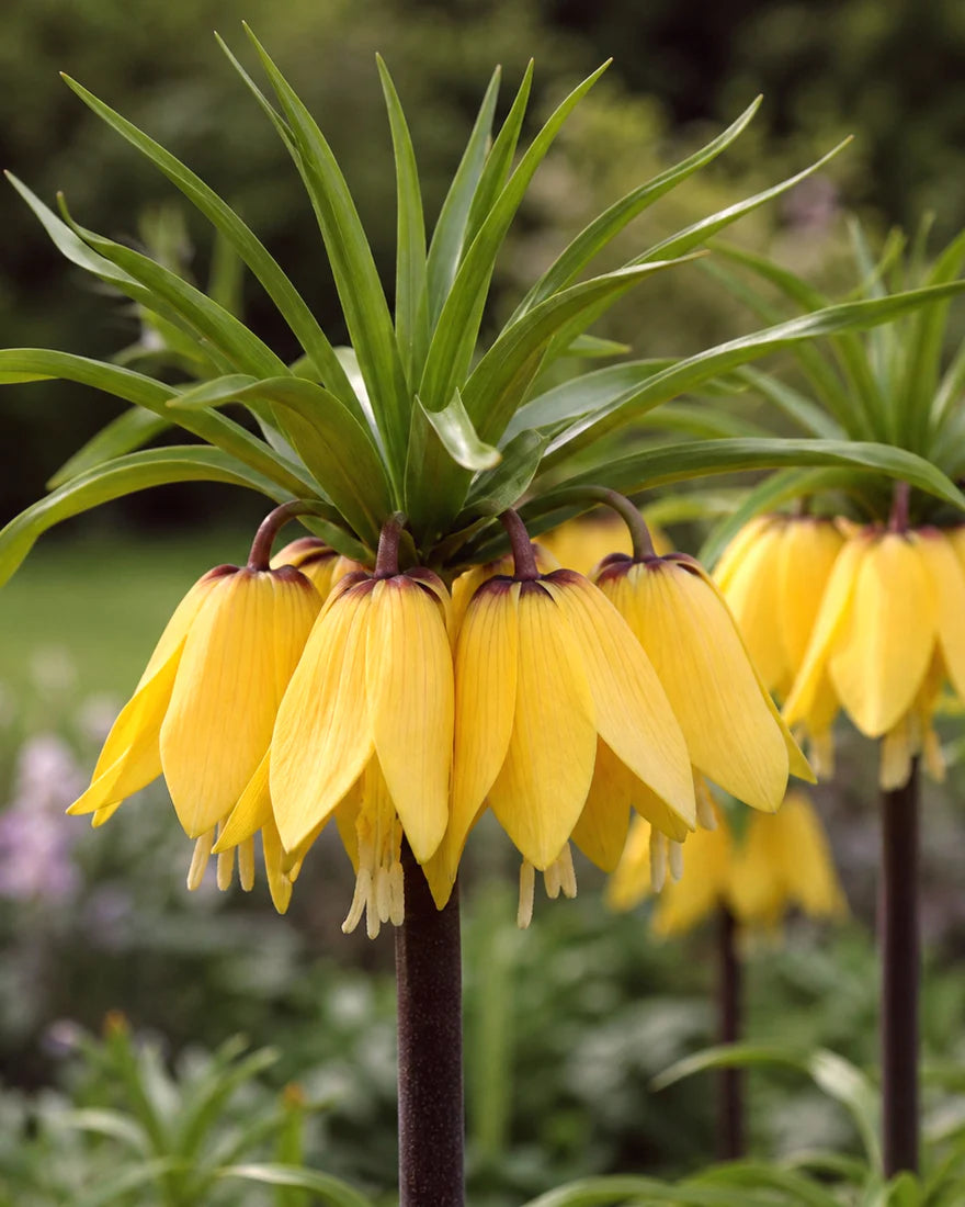 Yellow Imperial Crown Fritillaria Flower Seeds for Planting - Heirloom & Non-GMO Seeds for planting