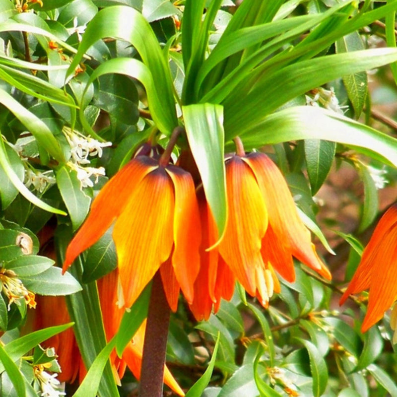 Imperialis (Imperialis scientific name) for planting in garden