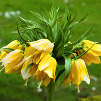 Yellow Imperial Crown Fritillaria Flower Seeds for Planting - Heirloom & Non-GMO Seeds for planting