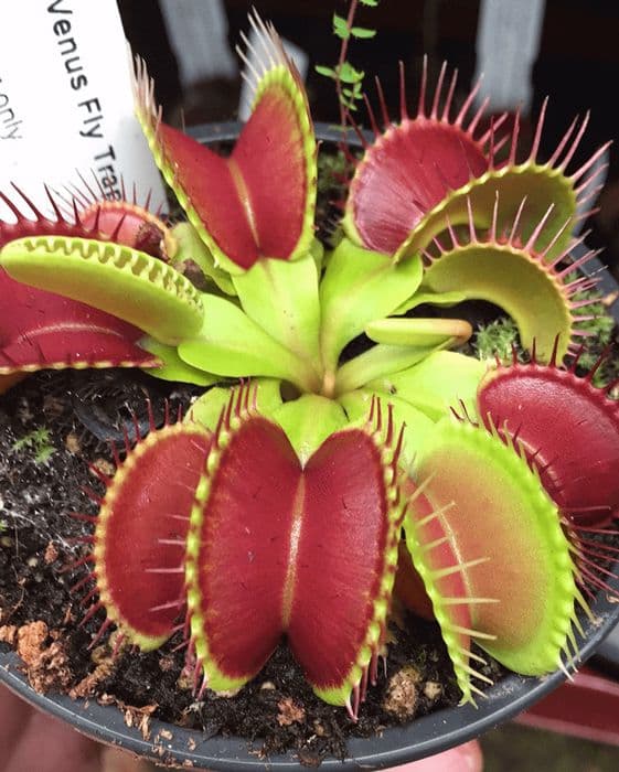 Green with Red Venus Flytrap ? Live Carnivorous Plant | Exotic Insect-Eating Houseplant