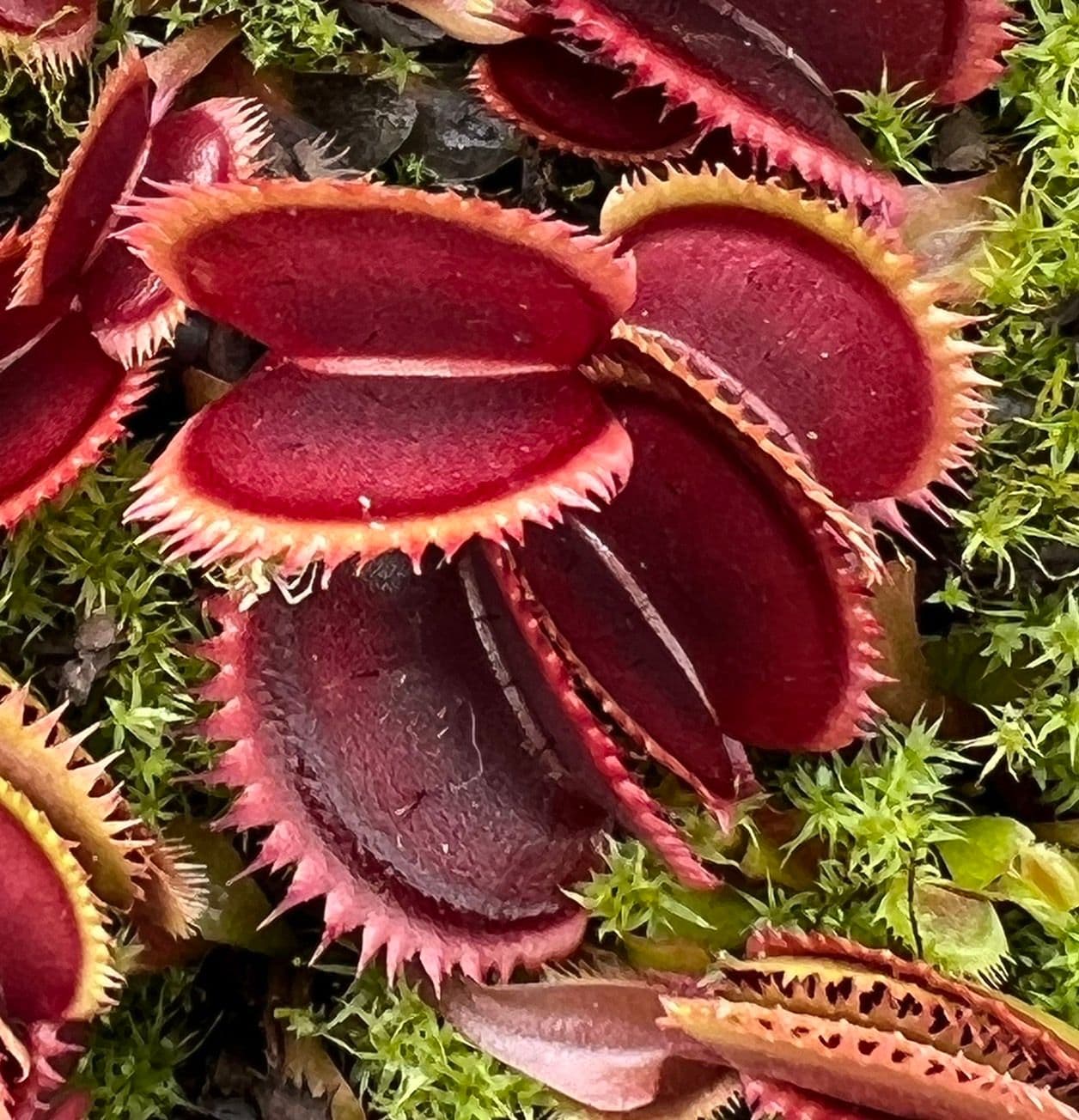 Red Venus Flytrap, Rare Carnivorous Plant | Live Dionaea Muscipula for Home & Garden Terrariums