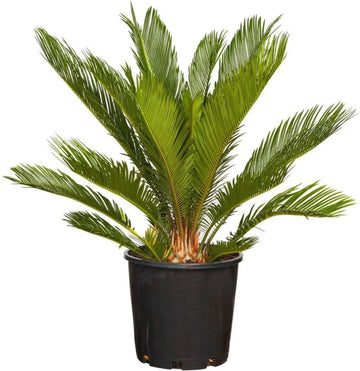Green Cycads Planting Seeds for Garden NON GMO Seeds for planting in home garden