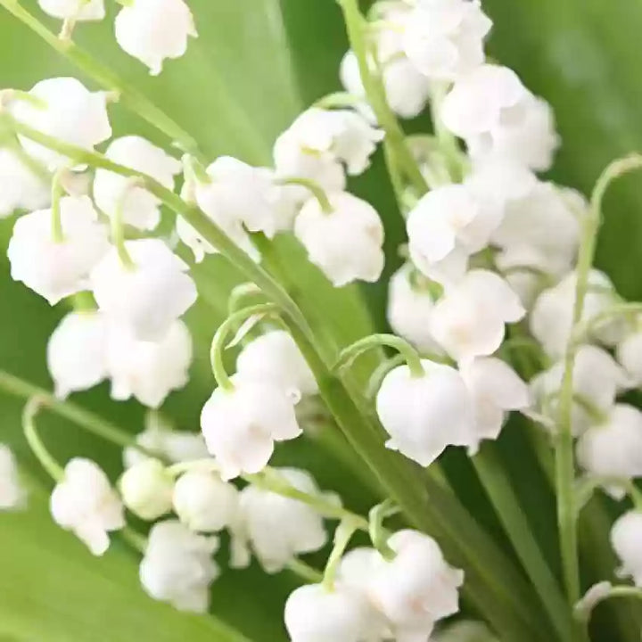 White Windbell Orchid Seeds for Planting - NON GMO Seeds
