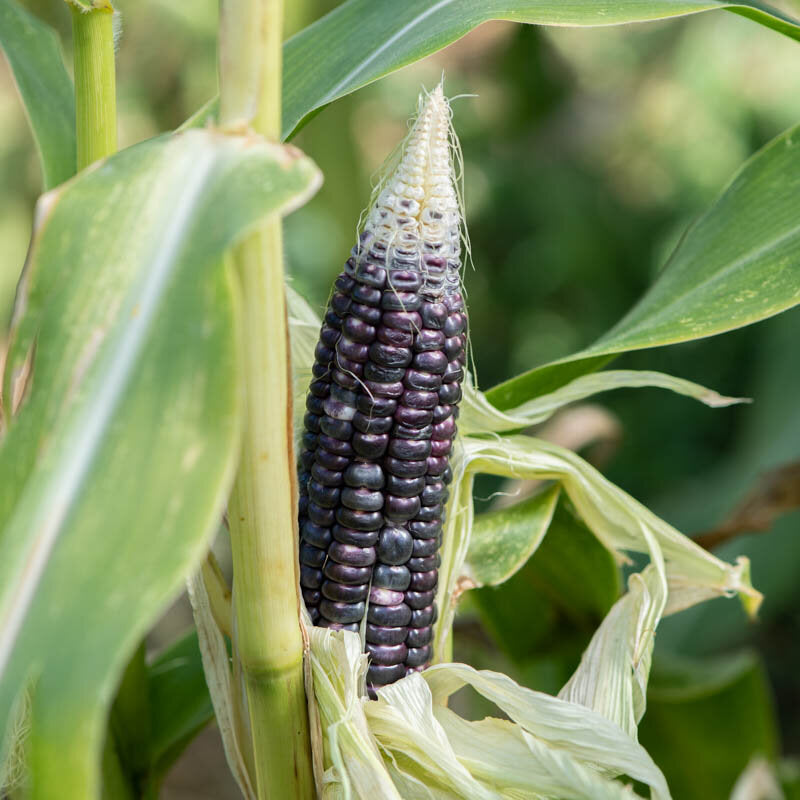 Black Mexican Sweet Corn Seeds for Home Garden Planting | Heirloom Non-GMO
