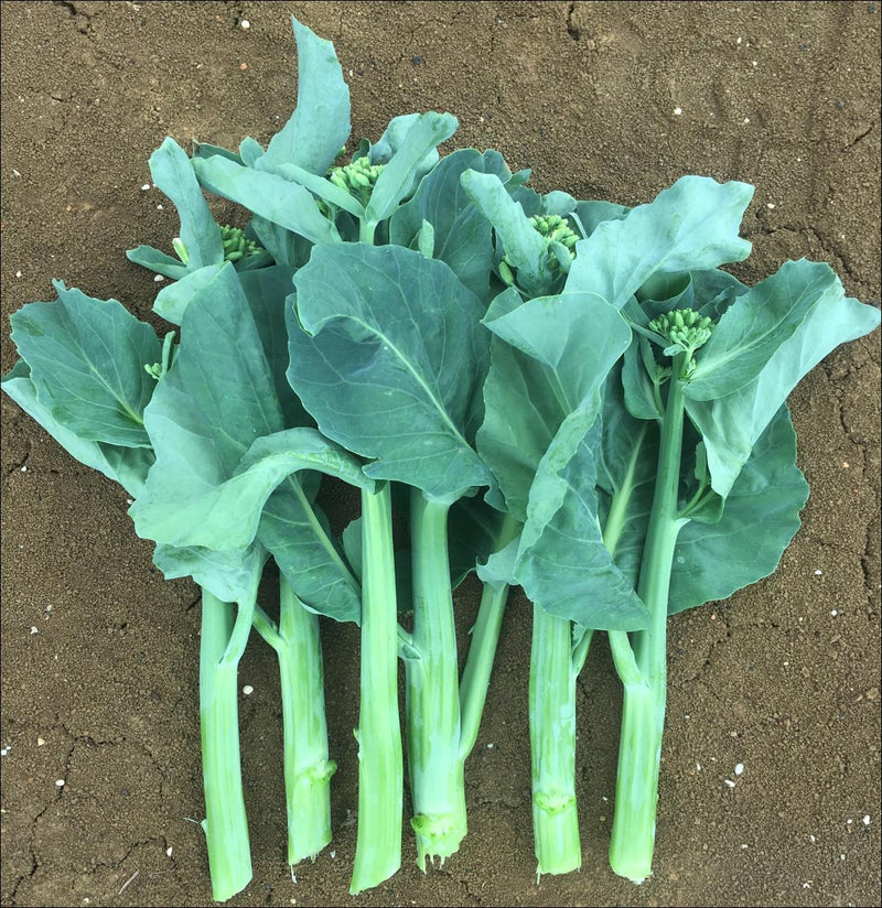 Gailan Vegetable Seeds for Planting heirloom & Non-GMO Seeds