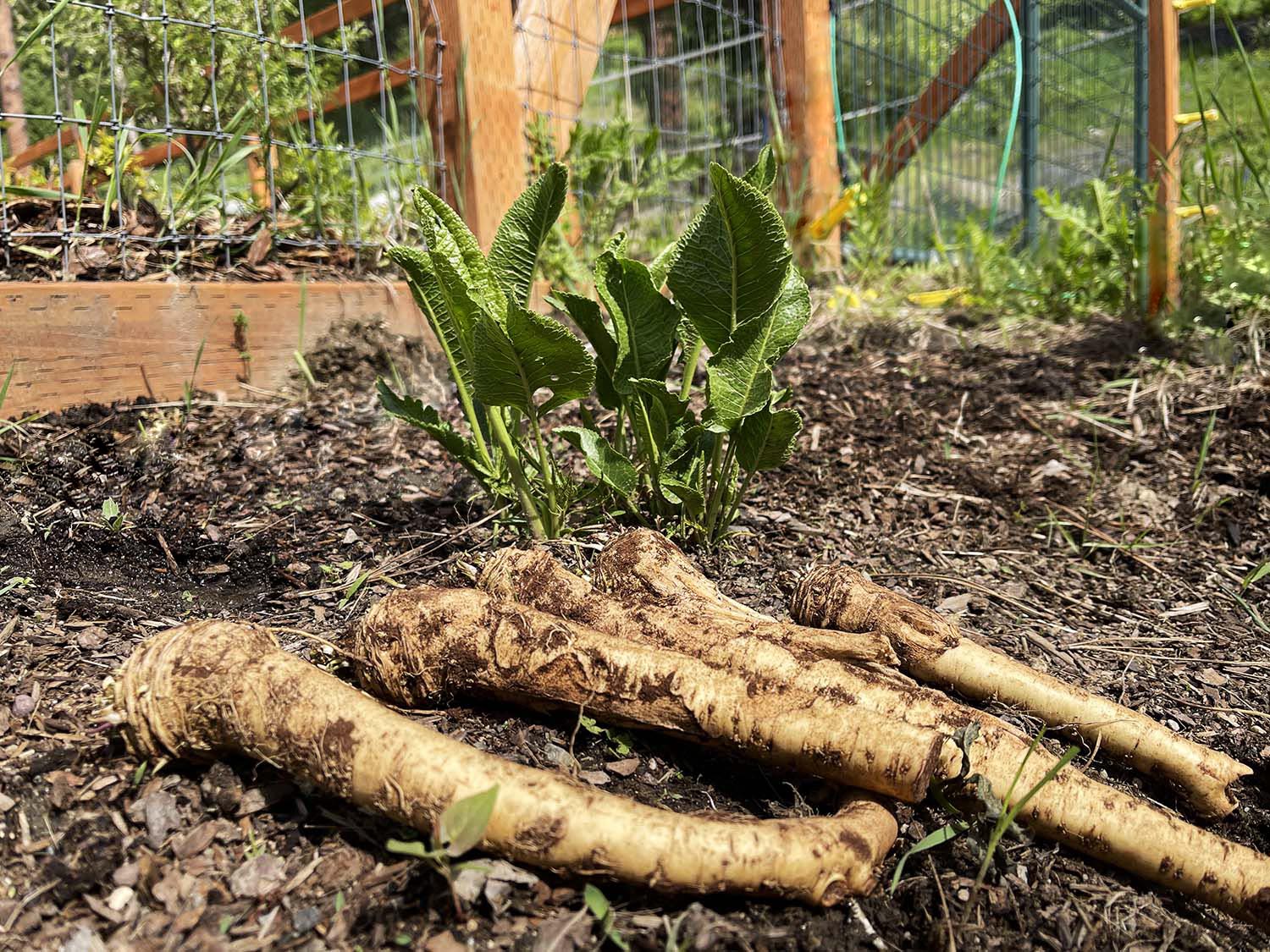 Horseradish Seeds for Planting - 100 Pcs pcs