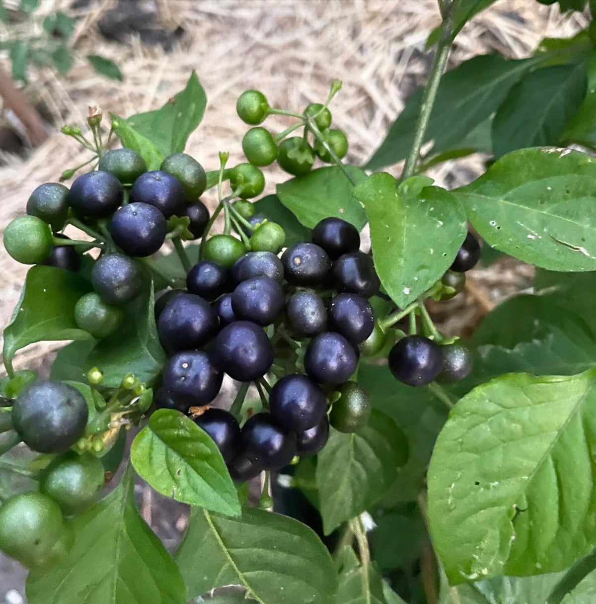 Garden Huckleberry Seeds for Home Garden Planting | Heirloom Non-GMO