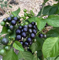 Garden Huckleberry Seeds for Home Garden Planting | Heirloom Non-GMO
