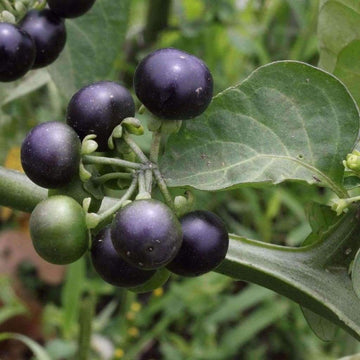 Garden Huckleberry heirloom seeds for home garden planting