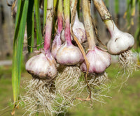 Garlic plants growing with green foliage in a garden bed