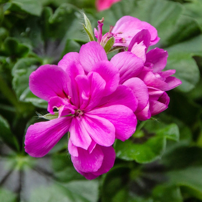 Purple Geranium Ivy Trailing Double Flower Seeds - Heirloom & Non-GMO Seeds for Planting for planting in home garden