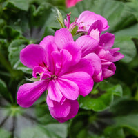 Purple Geranium Ivy Trailing Double Flower Seeds - Heirloom & Non-GMO Seeds for Planting for planting in home garden