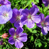 Geranium 'Rozanne' ornamental flower seeds for cottage gardens and ground cover.