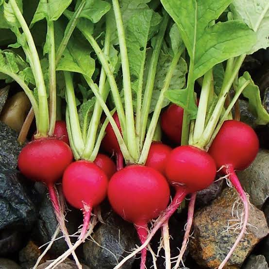 German Giant Pink Radish heirloom seeds for home garden planting