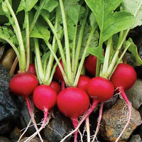 German Giant Pink Radish heirloom seeds for home garden planting