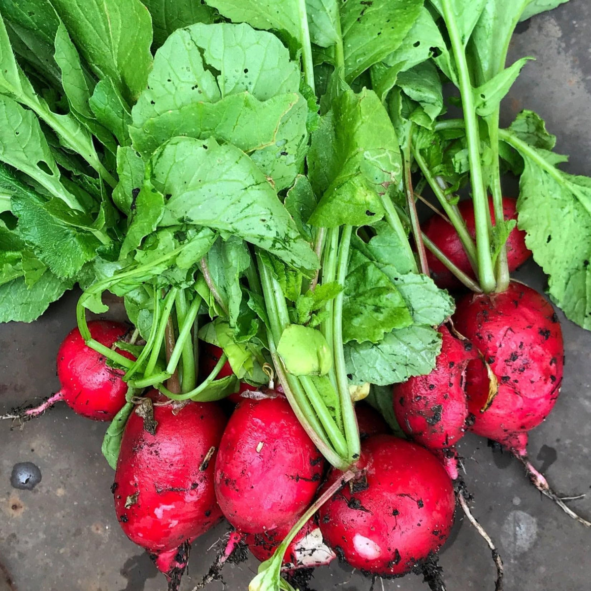 Heirloom German Giant radishes growing in a garden bed