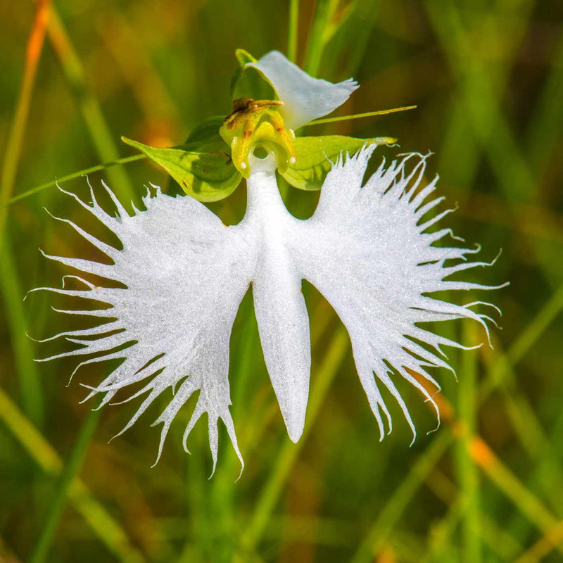 Heirloom Dove Orchid Flower Seeds, Non-GMO, Exotic White Blooms for Indoor or Garden Display
