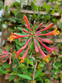 Honeysuckle Flower Seeds for Garden Planting - NON GMO Seeds