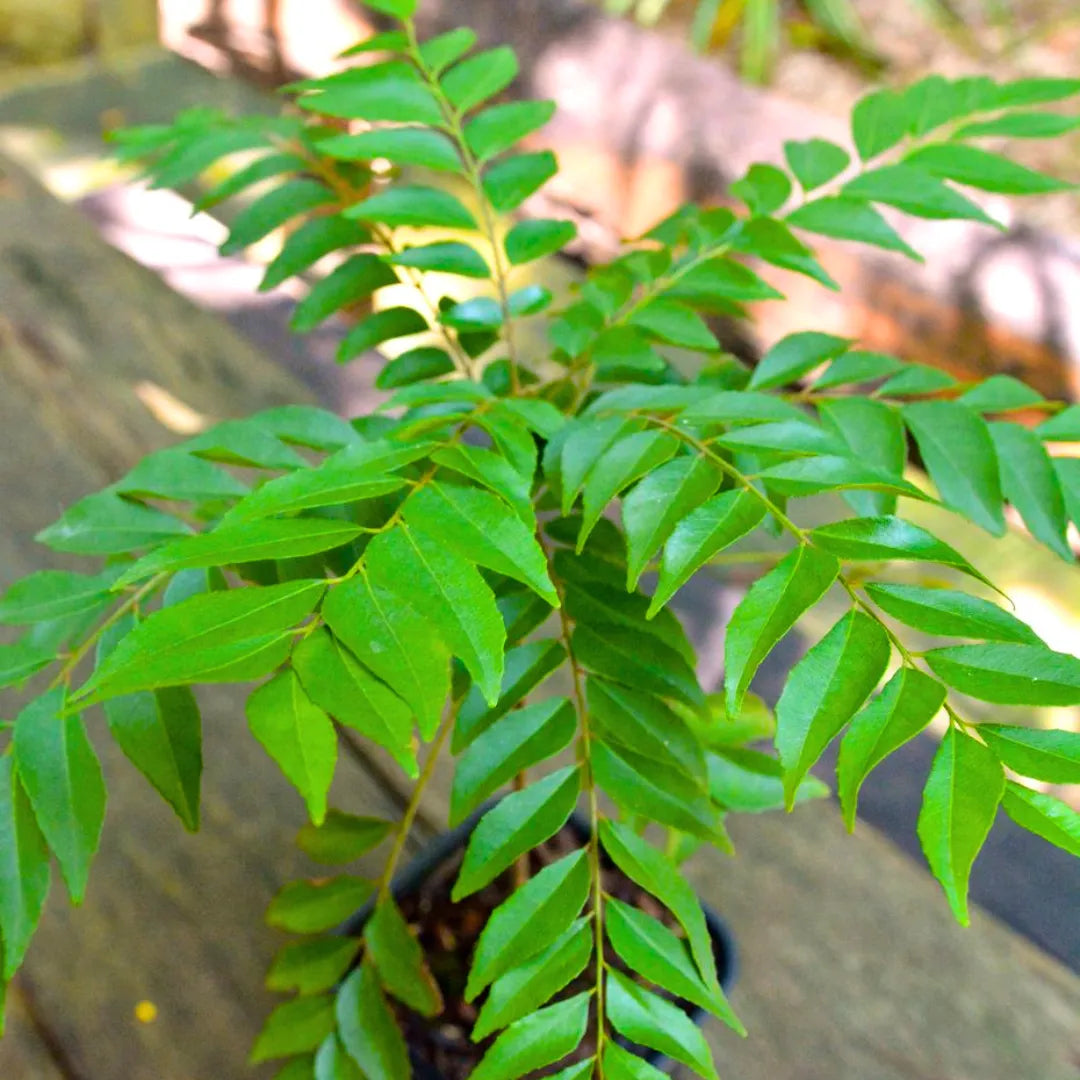 Healthy Giant Curry Leaf herb plant with lush green aromatic foliage