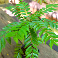 Healthy Giant Curry Leaf herb plant with lush green aromatic foliage