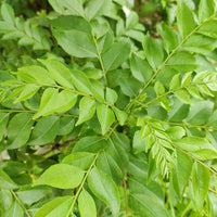 Giant Curry Leaf (Murraya koenigii) seeds for planting in home gardens and containers