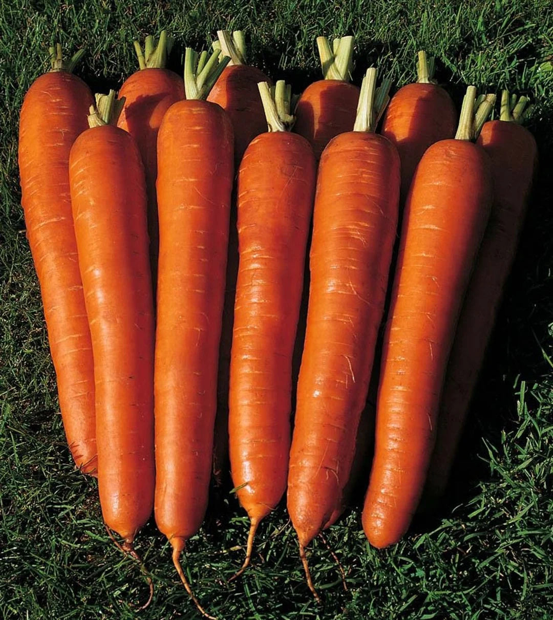 Heirloom red carrot variety thriving in a raised garden bed.