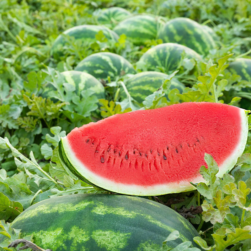 Giant Sweet Watermelon seeds for planting in home gardens and raised beds.