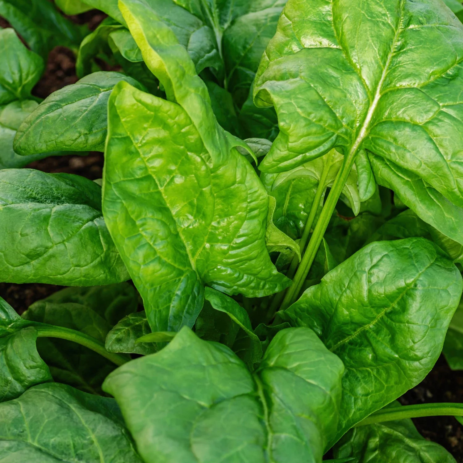Heirloom Giant Winter Spinach vegetable seeds with lush green leafy growth