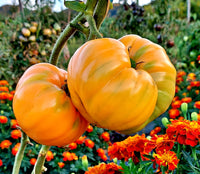 Yellow Giant Belgium Tomato Solanum lycopersicum for planting in home garden