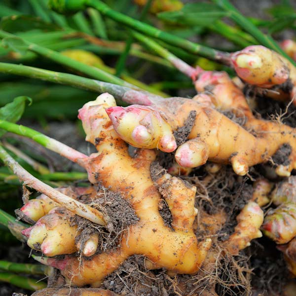 Ginger seeds for growing tropical herb plants in patios and garden spaces.
