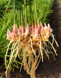 Perennial Ginger Seeds for Planting Green - NON GMO Seeds