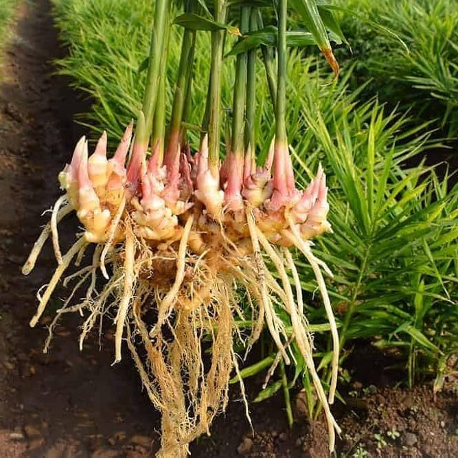 Ginger (Zingiber officinale) seeds for planting in home gardens and containers.