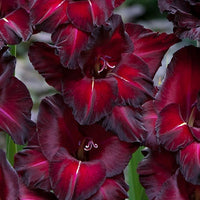 Heirloom Non-GMO Gladiolus Flower Seeds for Planting – Tall Vibrant Garden Blooms from Bulbs