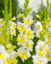 Non-GMO Perennial Gladiolus Green Flower Seeds for Garden Planting – Long-Lasting Blooms for planting in your garden.