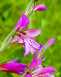 Heirloom Gladiolus Italicus Flower Seeds, Non-GMO Wild Gladiolus Blooms for Vibrant Garden Planting for planting in home garden