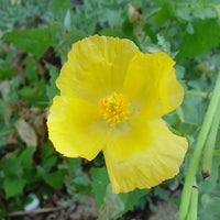 Heirloom Glaucium Flavum Flower Seeds for Planting, Non-GMO