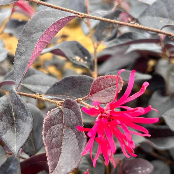 Red Loropetalum Flower Seeds for Planting - NON GMO Seeds