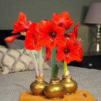 Gold Base Waxed Amaryllis bulb for indoor decorative display.